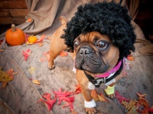 dog-costume-afro