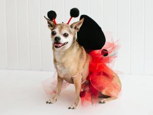 original_Kim-Stoegbauer-Halloween-costume-dog-ladybug-beauty.jpg.rend.hgtvcom.1280.960